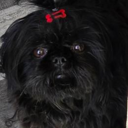 Bonita - Shih Tzu