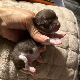 Boy 1 - Chocolate sabled fawn male Chihuahua puppy in Summerfield, Florida from Uey’s Chihuahuas