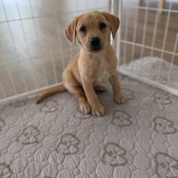Goldie - Yellow female Labrador Retriever puppy in Allons, Tennessee from UC Labradors LLC