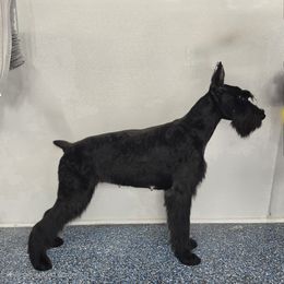 Rogue - Giant Schnauzer