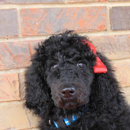 Poodle Puppies from Country Road Homestead