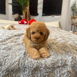 Fuego - Golden male Cockapoo puppy in Queens, New York from The 2 Musketeers_Cockapoos