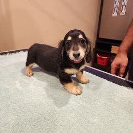 Pink collar - Black and cream female Dachshund puppy in Bushkill Township, Pennsylvania from Township Line Dachshunds & Brittanys
