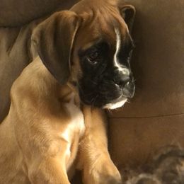 Boxer Puppies from Grand Lake Boxers