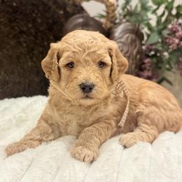 Teddy - Red  male Goldendoodle puppy in Lehi, Utah from Thompson Family Puppies