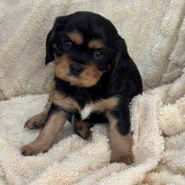 Michael Michael Motorcycle - Black and tan male Cavalier King Charles Spaniel puppy in Santa Rosa, California from Shooting Star Cavaliers