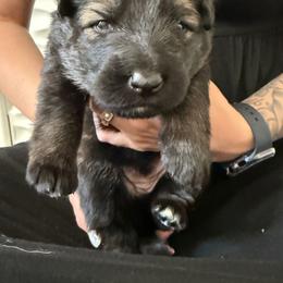 Green collar - Sable male German Shepherd puppy in Anderson, South Carolina from StaFra German Shepherd Dogs