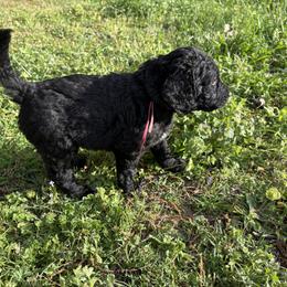 Golden Mountain Doodle Puppies from Turpin Ranch