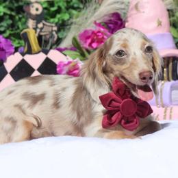 Isabelle - Fawn (Isabella) female Dachshund puppy in Woodbine, Georgia from Walker's Minidachs