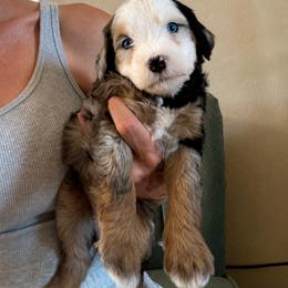 Azure - Merle male Bernedoodle puppy in Churchill County Fallon, Nevada from Card Family Ranch