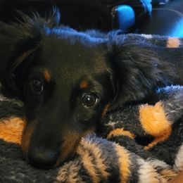 Dachshunds and Rottweilers from Northern Indiana Rottweilers