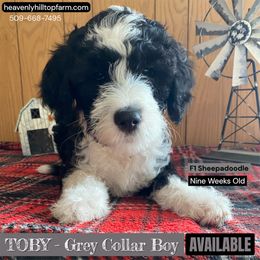 Goldendoodle, Poodle, and Sheepadoodle Puppies from Heavenly Hilltop Farm