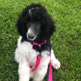 Poodle Puppies from Granny's Poodles