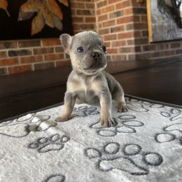 Star - Tricolors female French Bulldog puppy in Conyers, Georgia from Amore Frenchies