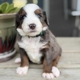 Omelet - Blue merle male Bernedoodle puppy in El Campo, Texas from Little Fur Friends Bernedoodles