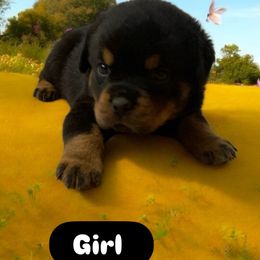 Lady - Black and tan female Rottweiler puppy in Detroit, Michigan from Rottweiler Land