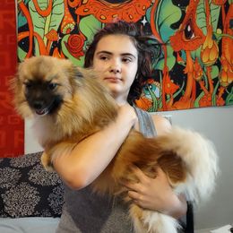Raven - Pomeranian