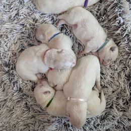 Pomsky Puppies from Valparaiso Pomskys