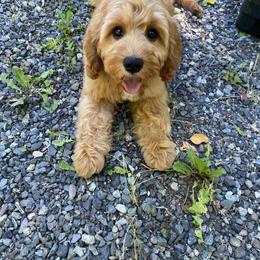 Cavapoo and Cockapoo Puppies from Heavenly puppies to love