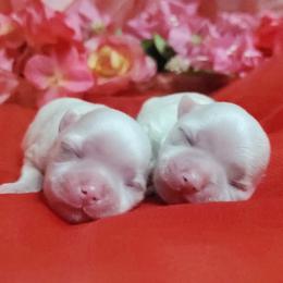 Boy B2 - White male Maltese puppy in Fresno, California from Soua's Pups