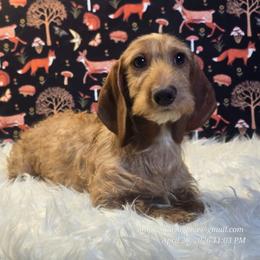 Verenthia - Cream female Dachshund puppy in Willard, Utah from Simply Sharing Love