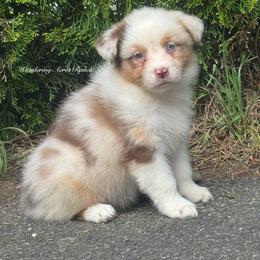 Toast - Red merle female Australian Shepherd puppy in Chehalis, Washington from Wandering Acres Ranch