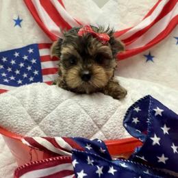 Red girl - Blue and gold female Yorkshire Terrier puppy in Milton, Florida from Sassenach Yorkie Kennels