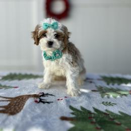 Hazel - White female Cavapoo puppy in Apopka, Florida from Rae Precious Puppies