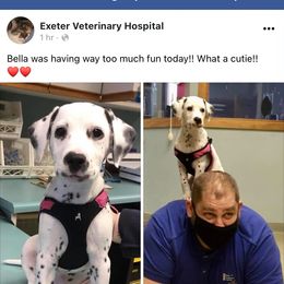 Dalmatian All Grown Up from Antietam Dalmatians