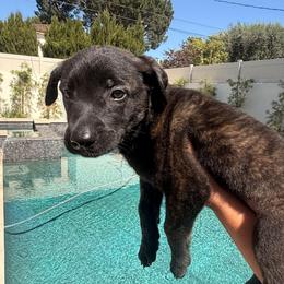 Pinky - Yellow female Dutch Shepherd puppy in Sherman Oaks, California from Elite K9 Group