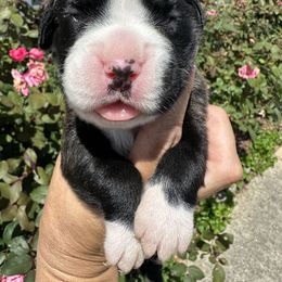 Boxer Puppies from Sweet Carolinas Boxer Babies
