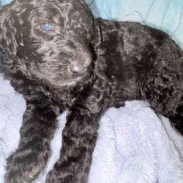 Colby (zEileen) - Parti male Poodle puppy in Meadowbrook, California from Standard Poodle Pups