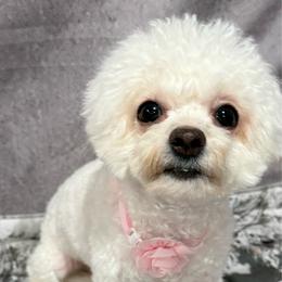 Mira - White female Maltipoo puppy in San Diego, Temecula, Ontario, California from Yorkie & Maltese Royalty