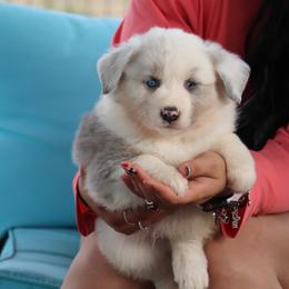 Dilute BMM2 - Prissy x Sloan - Blue merle male Miniature Australian Shepherd puppy in Goliad, Texas from Sassy Lil Aussies and Diamond W Poodles