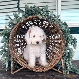 Petunia (Red) - Parti female Goldendoodle puppy in Payson, Utah from Life_on. Paws