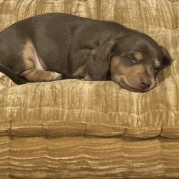 Chocolate - Chocolate and cream male Dachshund puppy in Beeville, Texas from Dee’s Denim Dachshunds