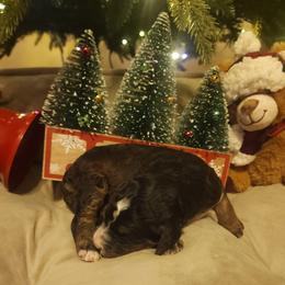 Diamond - Phantom male Goldendoodle puppy in Freedom, New York from Samantha's Goldendoodles