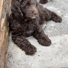 Australian Labradoodle Puppies from QuiSal Labradoodles