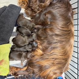 Girl 1 - Chocolate female Cavalier King Charles Spaniel puppy in Sandstone, Minnesota from Peaceful Garden Cavaliers