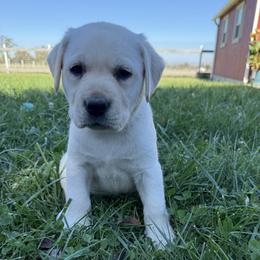 Brown - Yellow female Labrador Retriever puppy in Medford, Oregon from Valley View English Labs