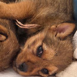 Norwich Terriers from Shaksper Norwich