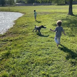 Goldendoodles from Tri-Star Pointers