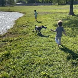 Goldendoodles from Tri-Star Pointers