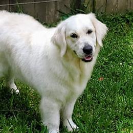 Pepsi - Golden Retriever