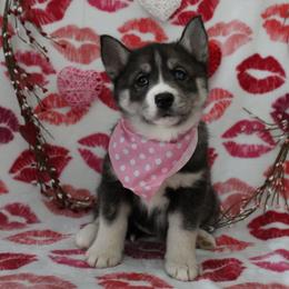 Pink - Agouti and white female Siberian Husky puppy in York, Pennsylvania from Spalla Pups