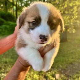 Pembroke Welsh Corgi Puppies from Delaney’s Corgis