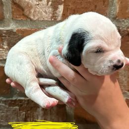 Dalmatian Puppies from Cowart’s Dalmatians