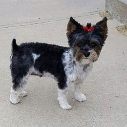 Maggie - Yorkshire Terrier