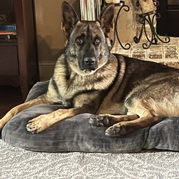 German Shepherd All Grown Up from A2 German Shepherd Dogs