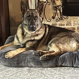 German Shepherd All Grown Up from A2 German Shepherd Dogs